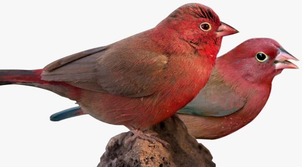 nakinsige clan bird